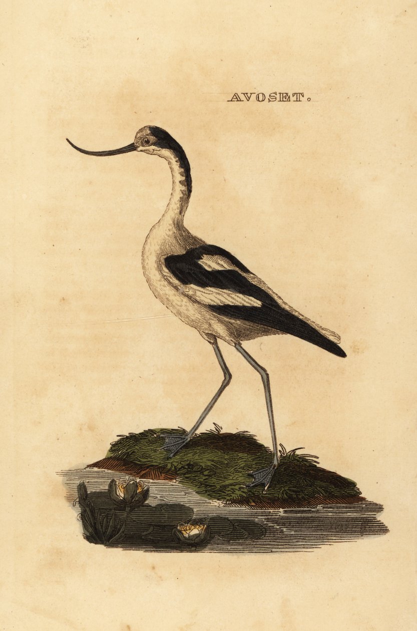 Avocette élégante, Recurvirostra avosetta - Edward Donovan