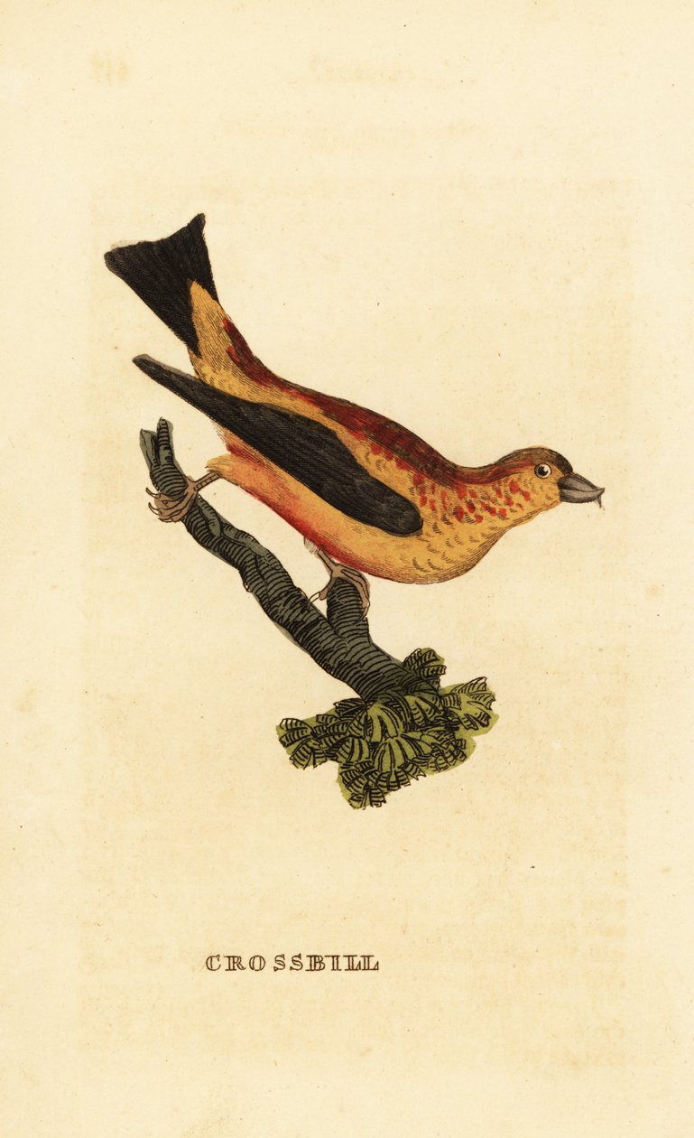 Bec-croisé des sapins, Loxia curvirostra - Edward Donovan