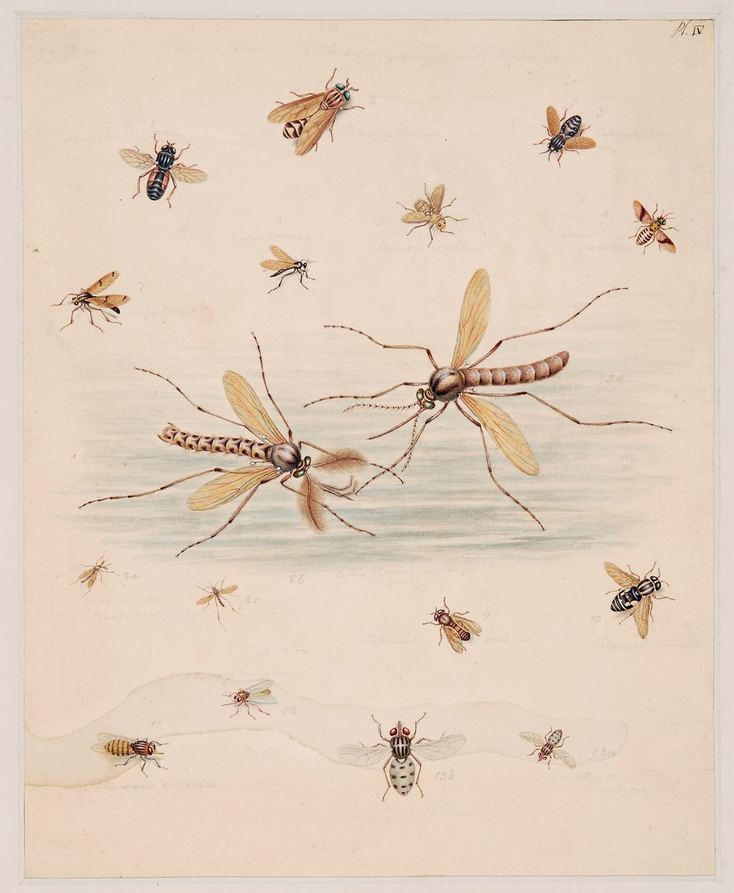 Études d