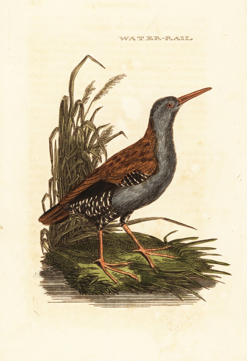 Râle d