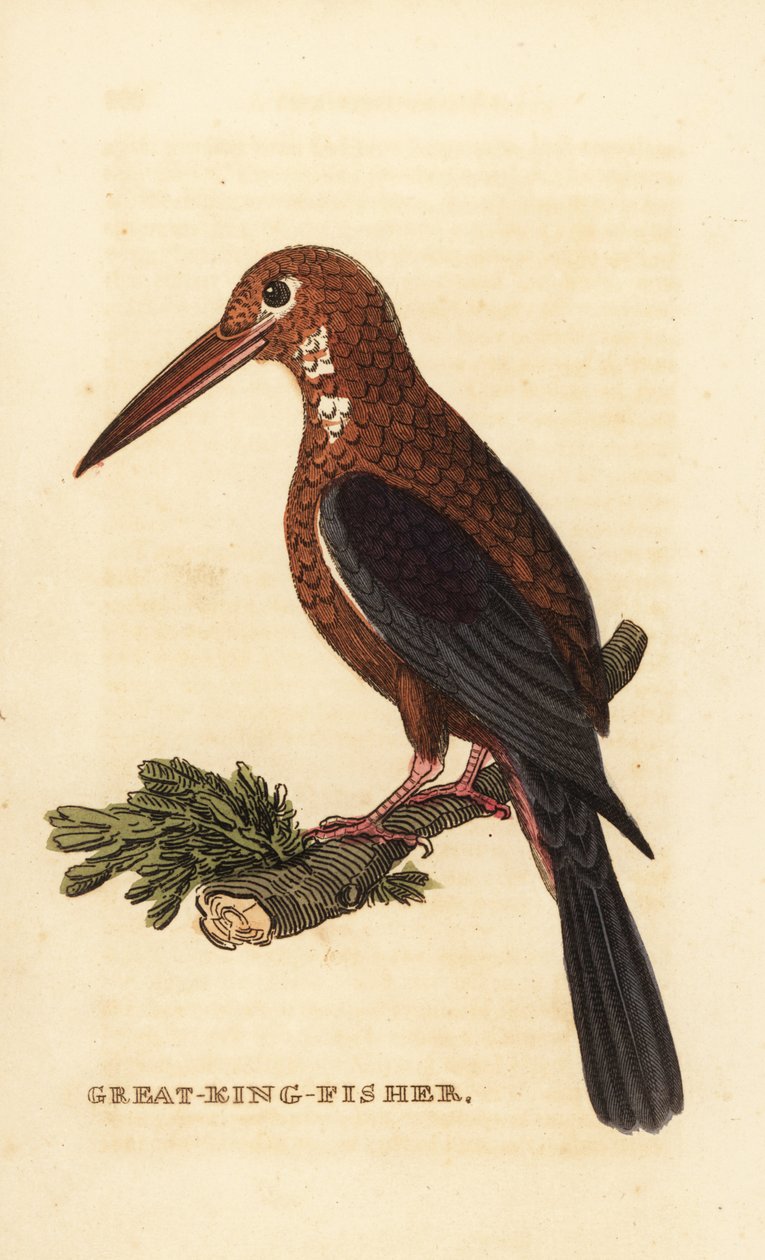 Martin-pêcheur à gorge blanche, Halcyon smyrnensis - Edward Donovan