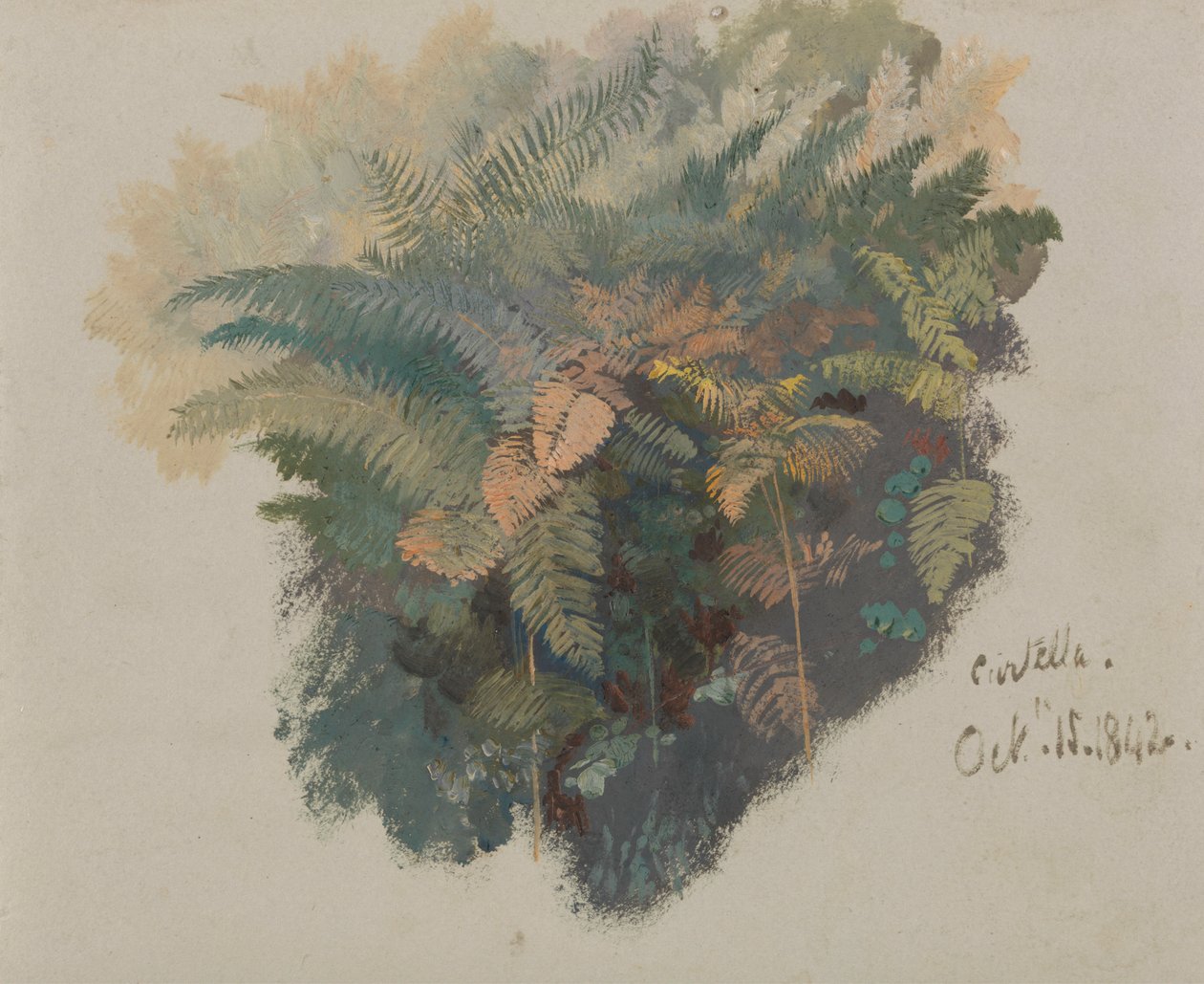 Étude de fougères, Civitella - Edward Lear