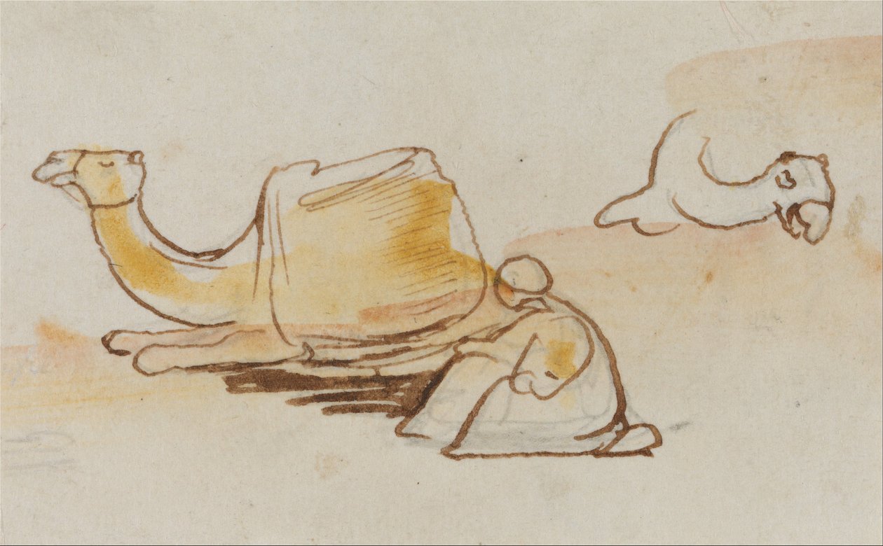 Études sur les chameaux - Edward Lear