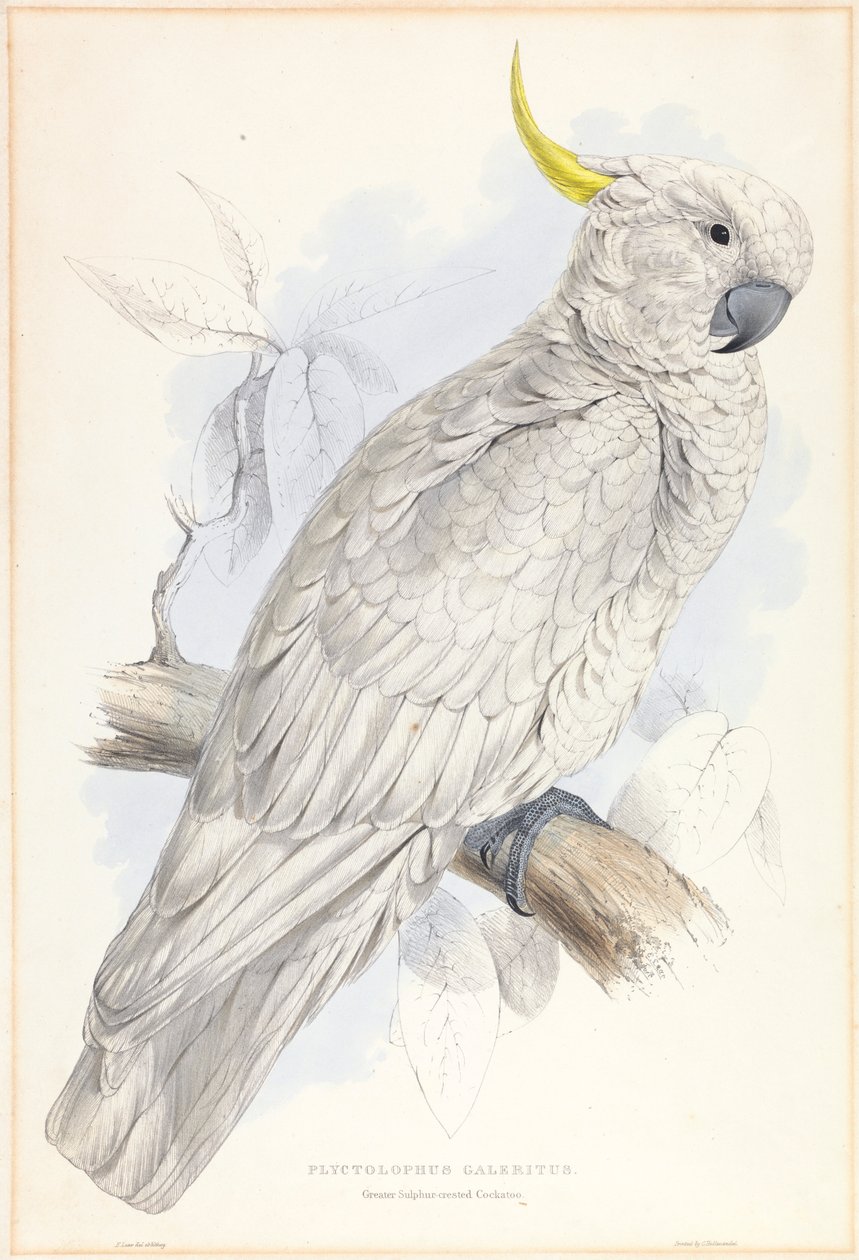 Plyctolophus Galeritus. Grand cacatoès à huppe jaune - Edward Lear