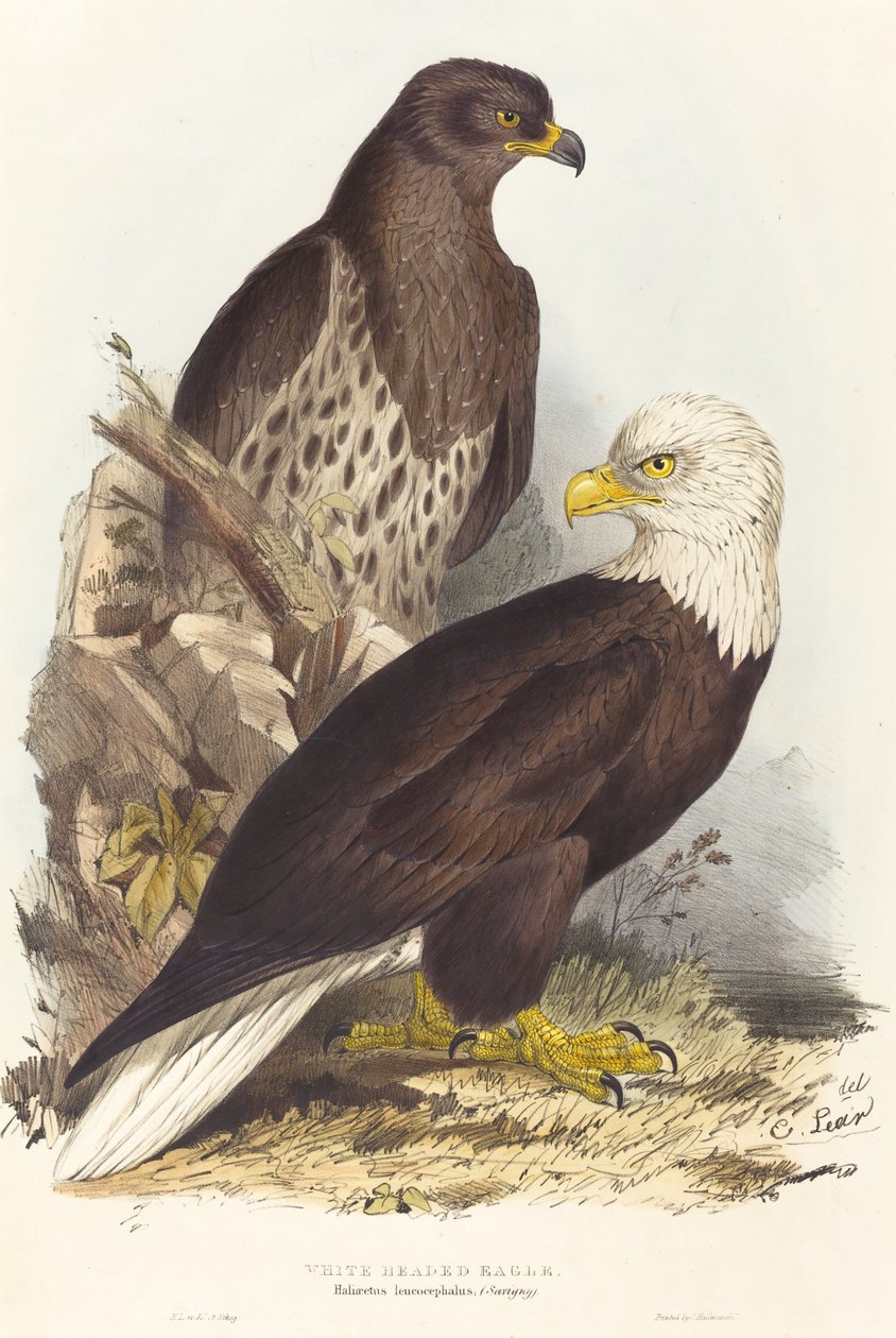 Pygargue à tête blanche (Haliaetus leucocephalus) - Edward Lear