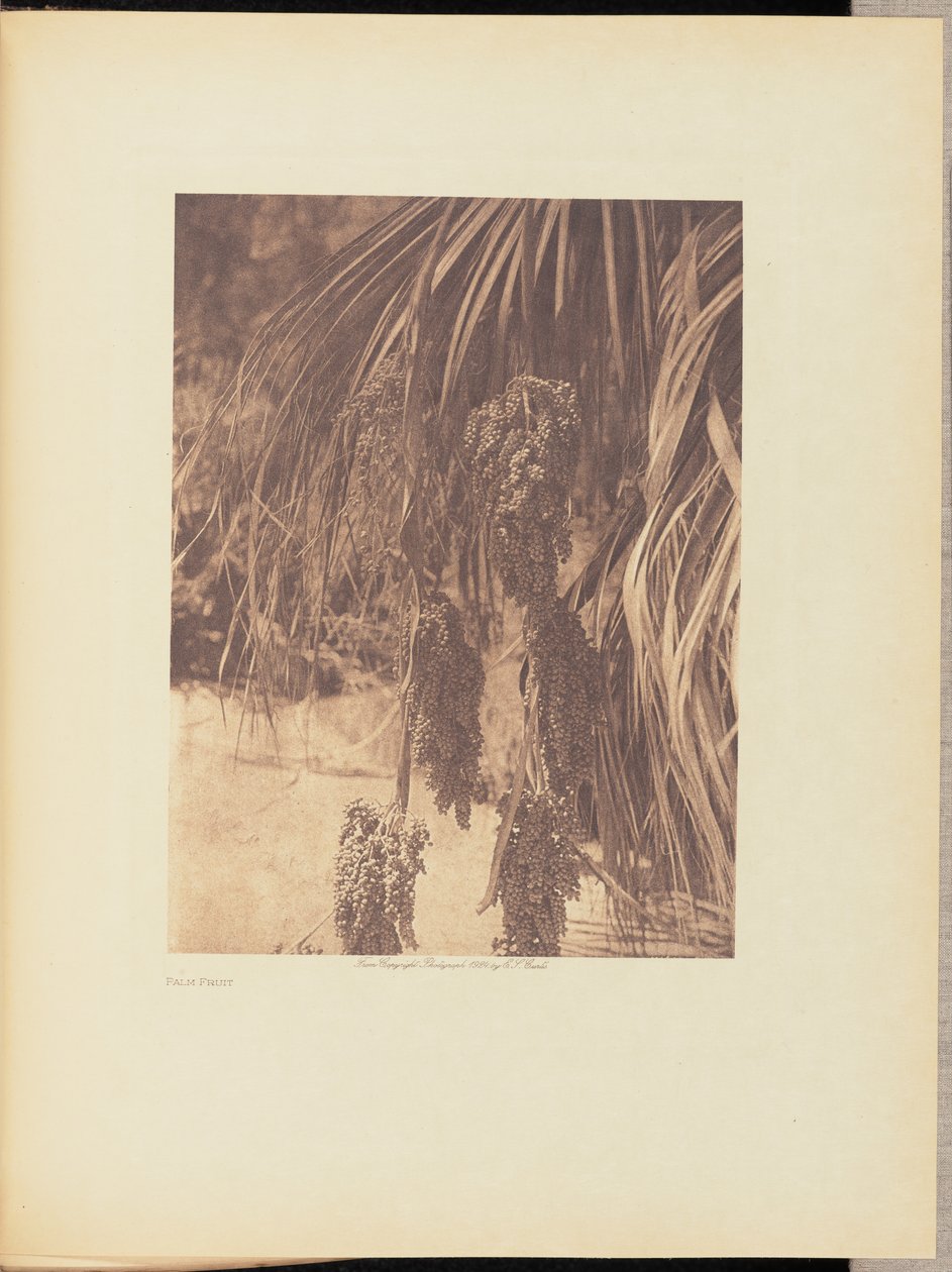 Fruit du palmier - Edward S. Curtis