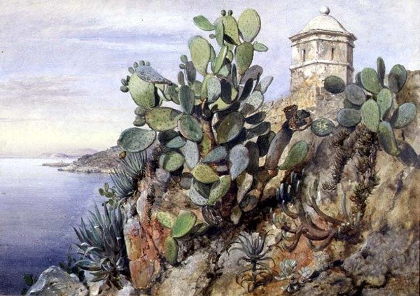 Cactus Opuntia, Monaco - Edward William Cooke