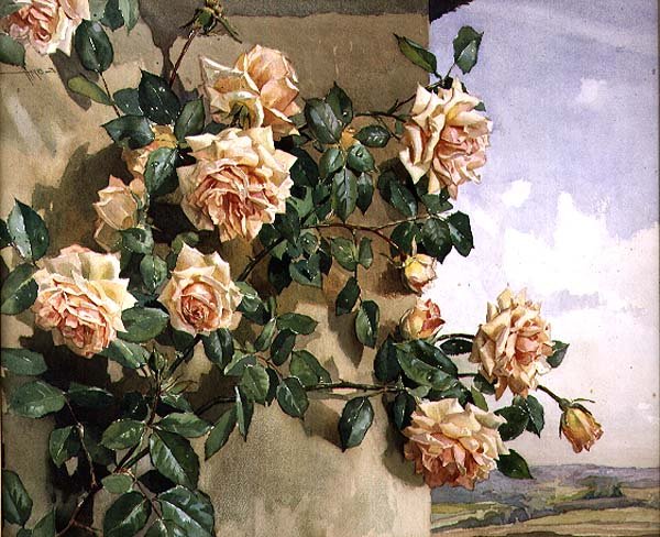 Roses sur un mur - Edwin Byatt