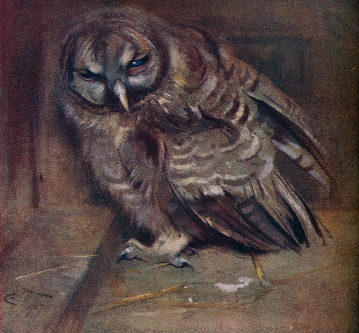 Un jeune hibou brun, 1907 - Edwin John Alexander