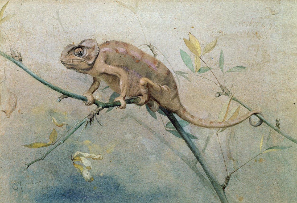 Caméléon, 1901 - Edwin John Alexander
