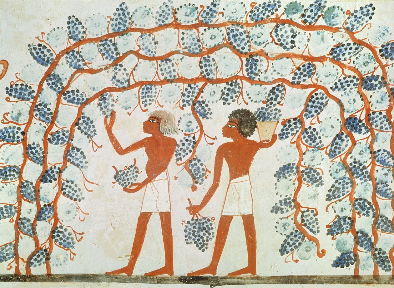 Cueillette de raisins, de la tombe de Nakht, Nouvel Empire - Egyptian 18th Dynasty