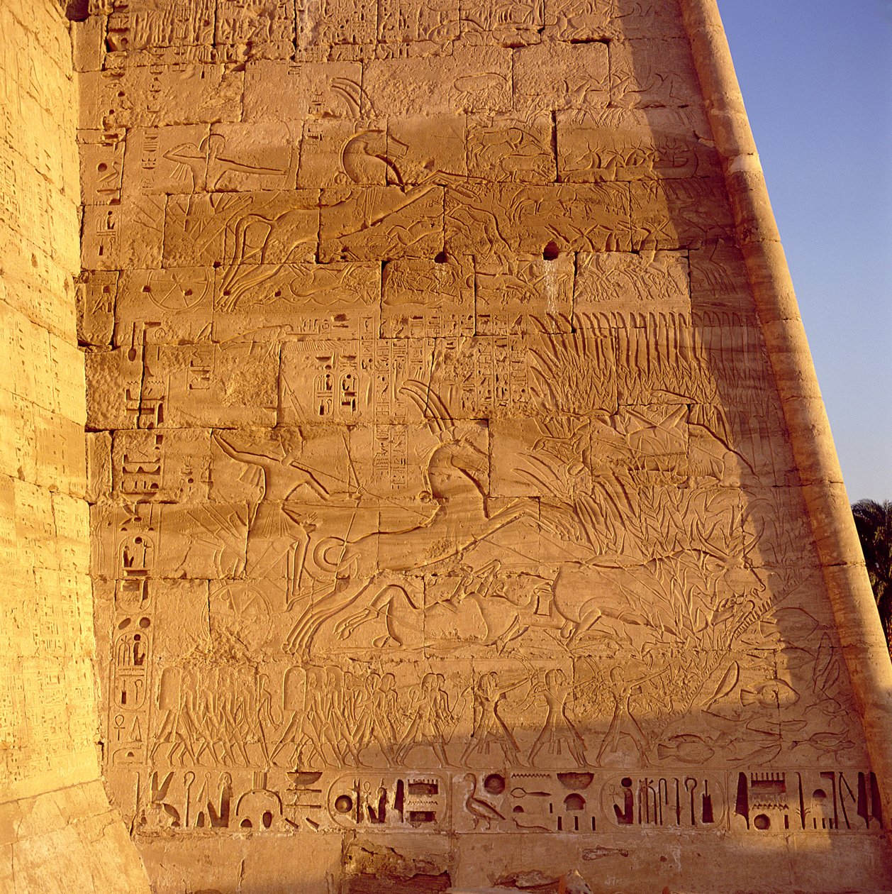 Ramsès III (c.1184-1153 av. J.-C.) chassant des taureaux sauvages du Premier Pylône du Temple de Ramsès III, relief, Nouvel Empire - Egyptian 20th Dynasty