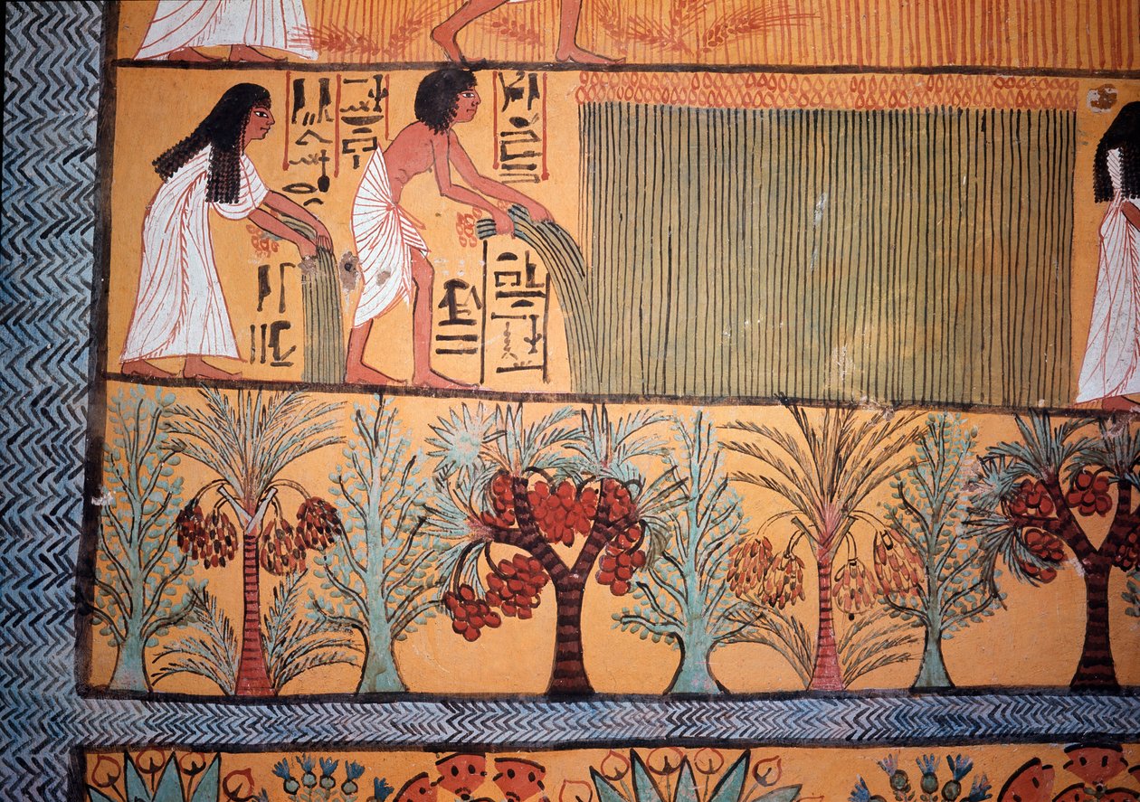 Scène de récolte - Egyptian Egyptian
