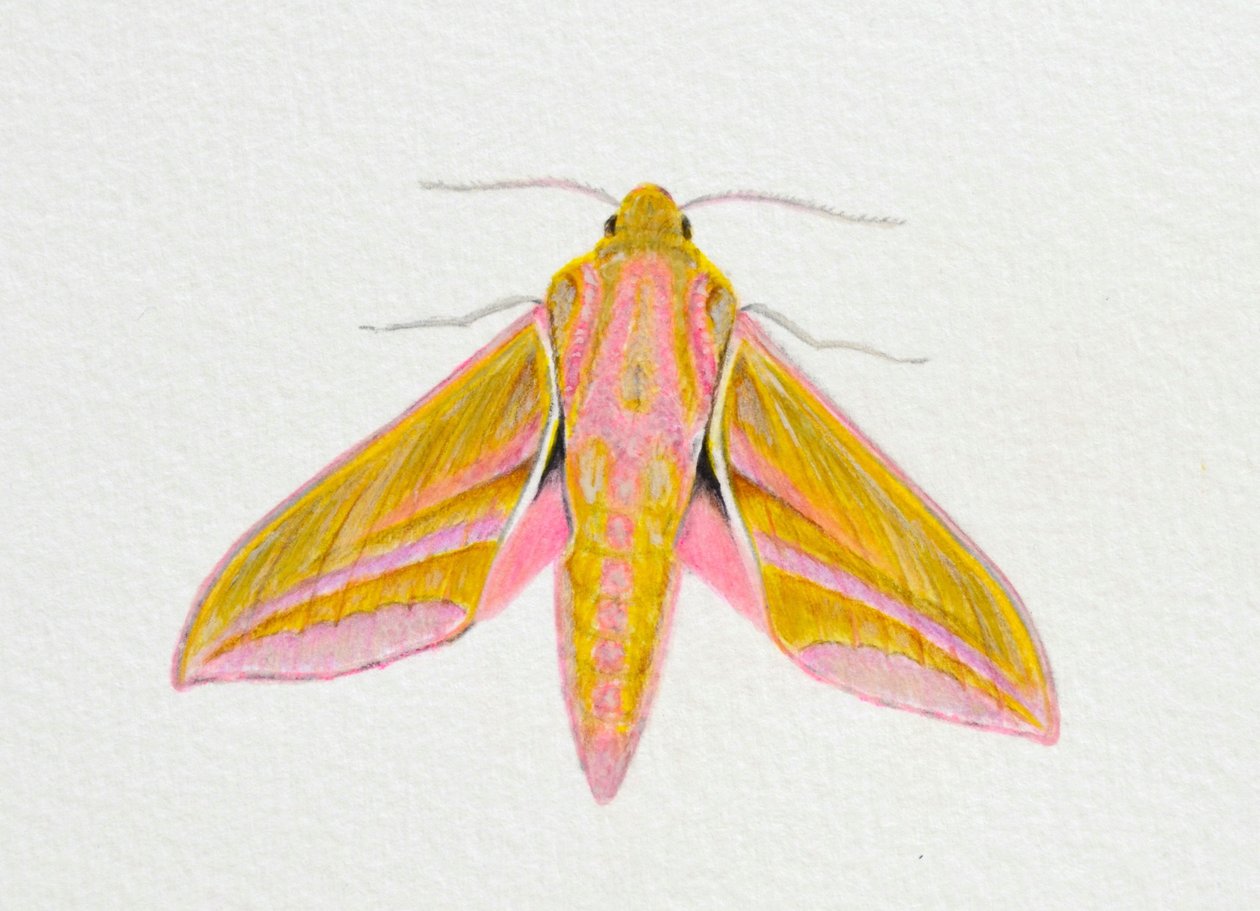 Moth Elephant Hawk, 2023 - Eleanor Grafton