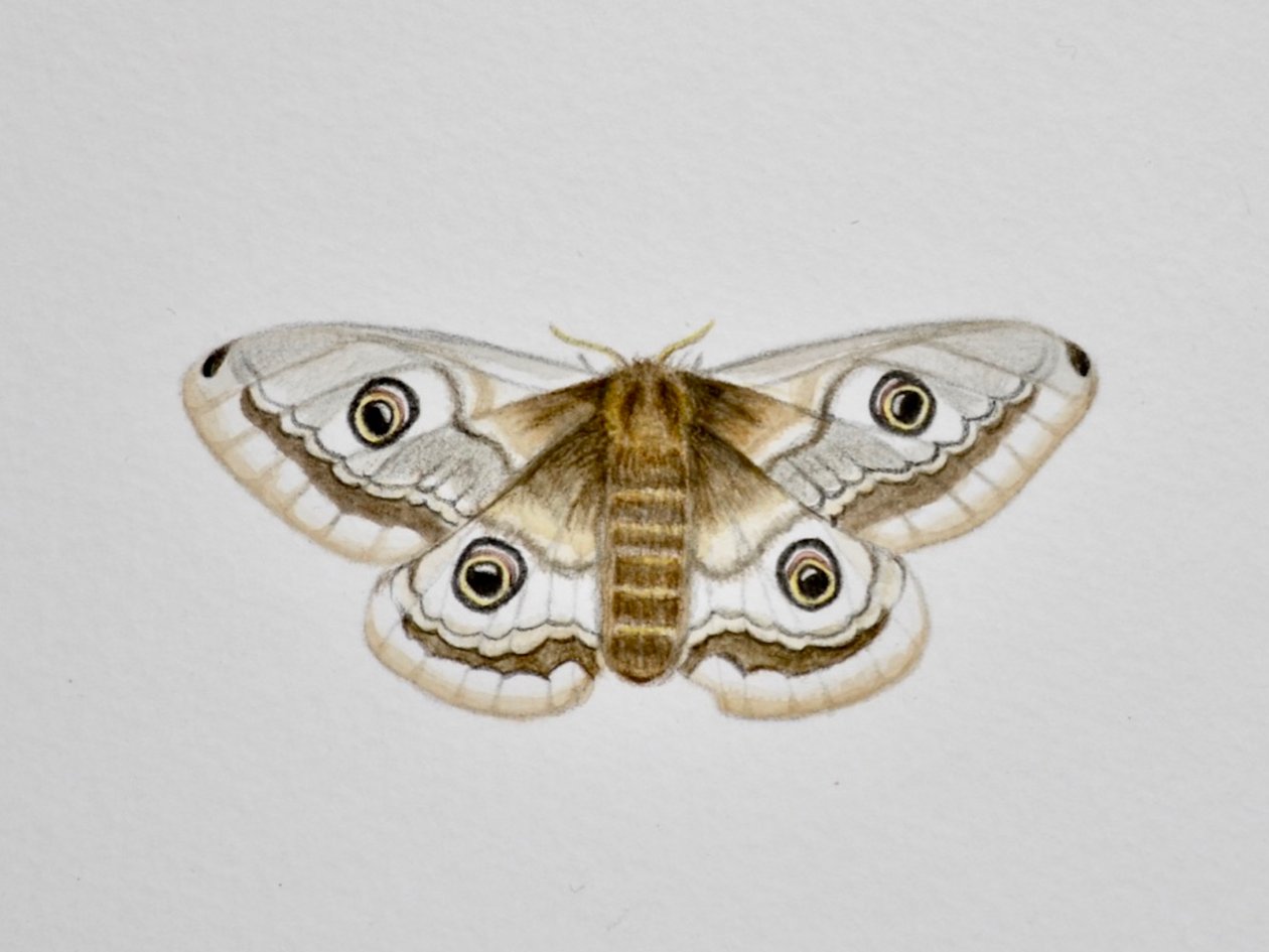 Moth, 2019 (aquarelle et crayon) - Eleanor Grafton