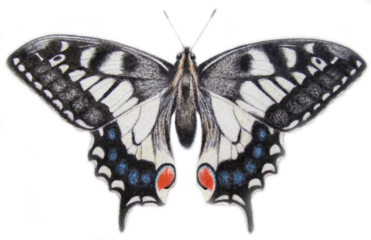 Hirondelle, 2012 (aquarelle et crayon) - Eleanor Grafton