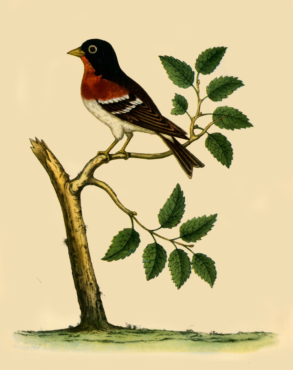 Brambling, 1738, 1942 - Eleazar Albin