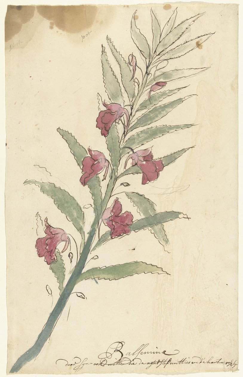 Balsamine - Elias van Nijmegen