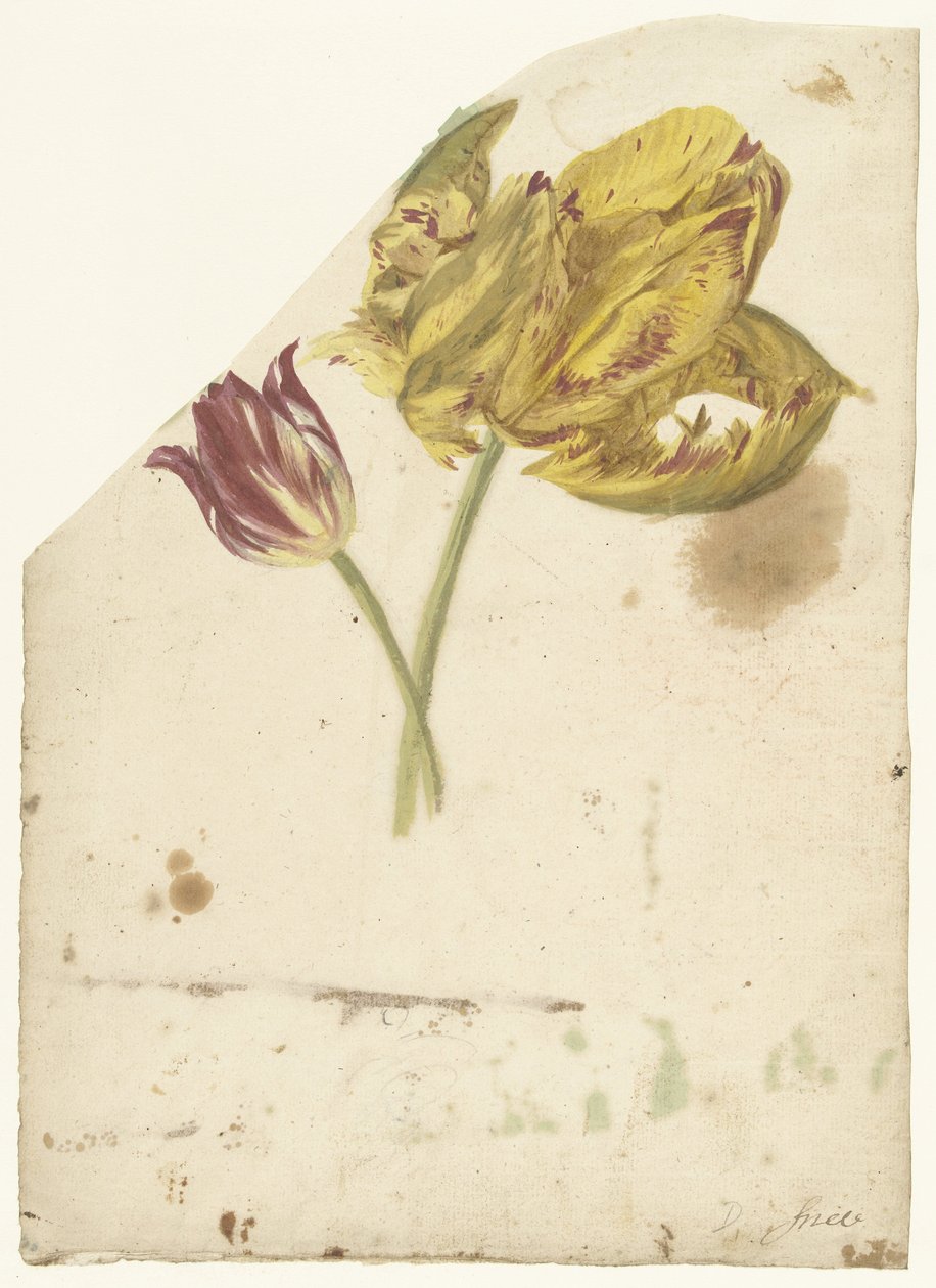 Étude de deux tulipes - Elias van Nijmegen