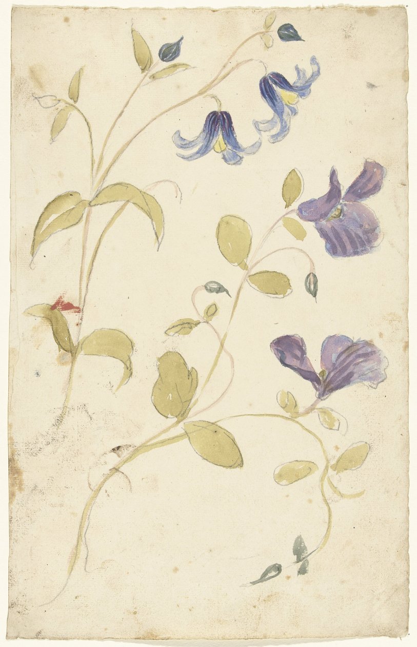 Études de fleurs violettes et bleues - Elias van Nijmegen