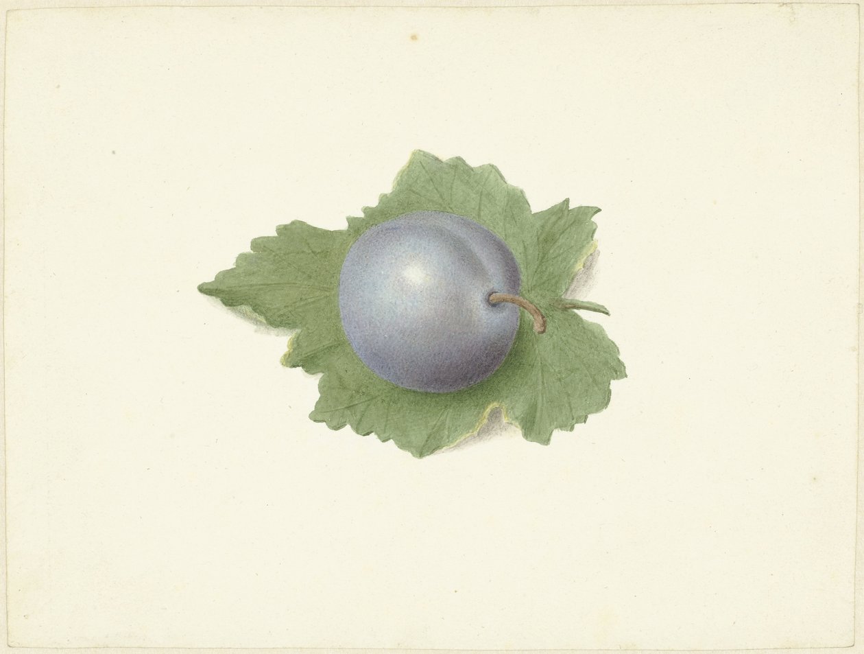 Prune sur une feuille - Elisabeth Geertruida van de Kasteele