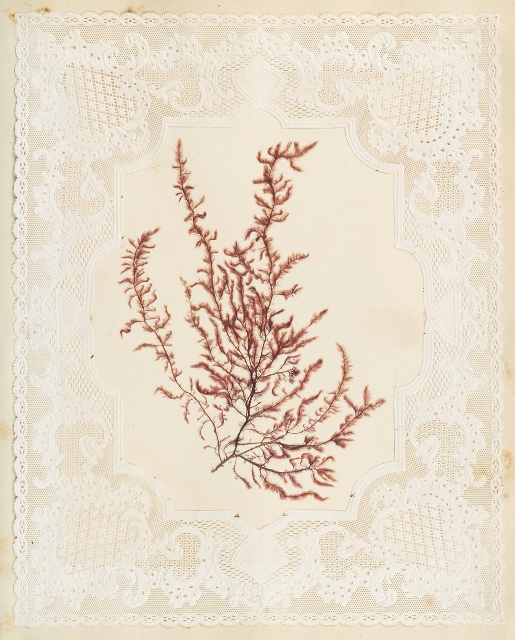 Algues - Eliza A. Jordson