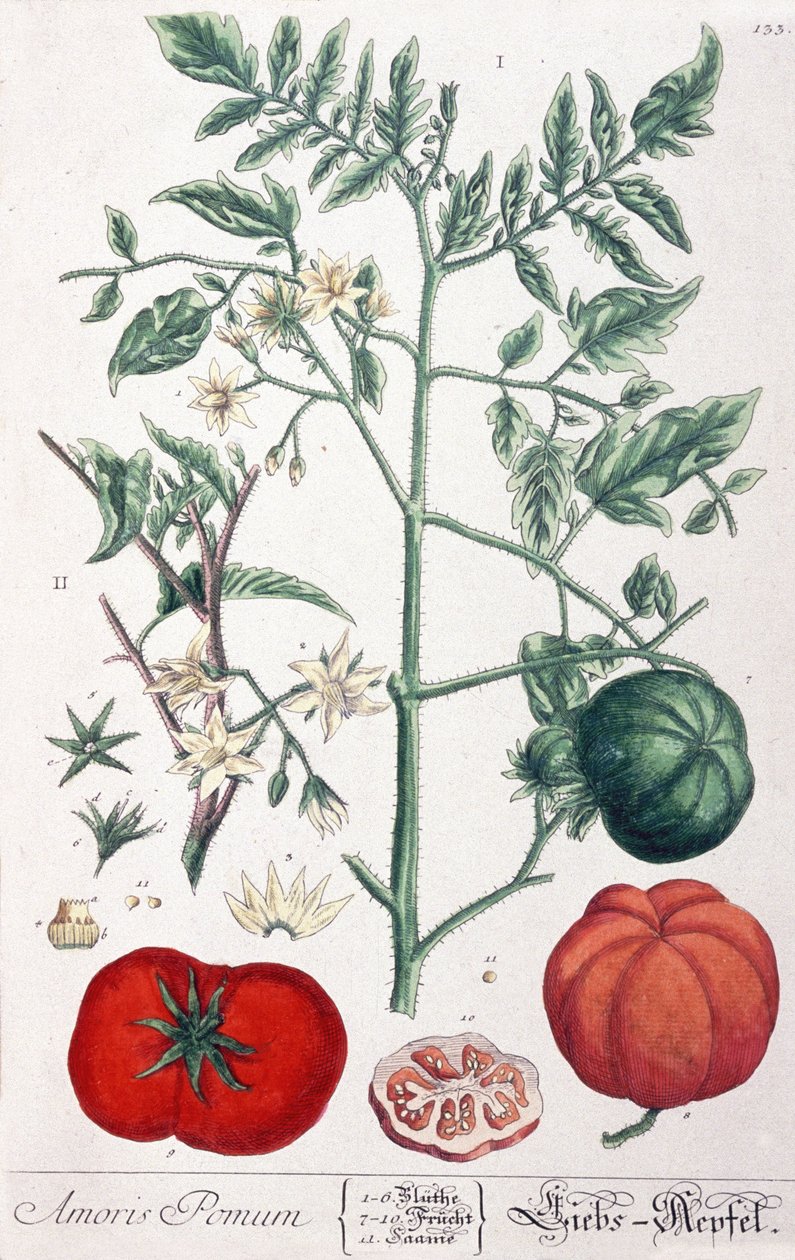 La pomme d