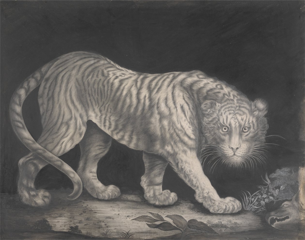 Un tigre rôdant - Elizabeth Pringle
