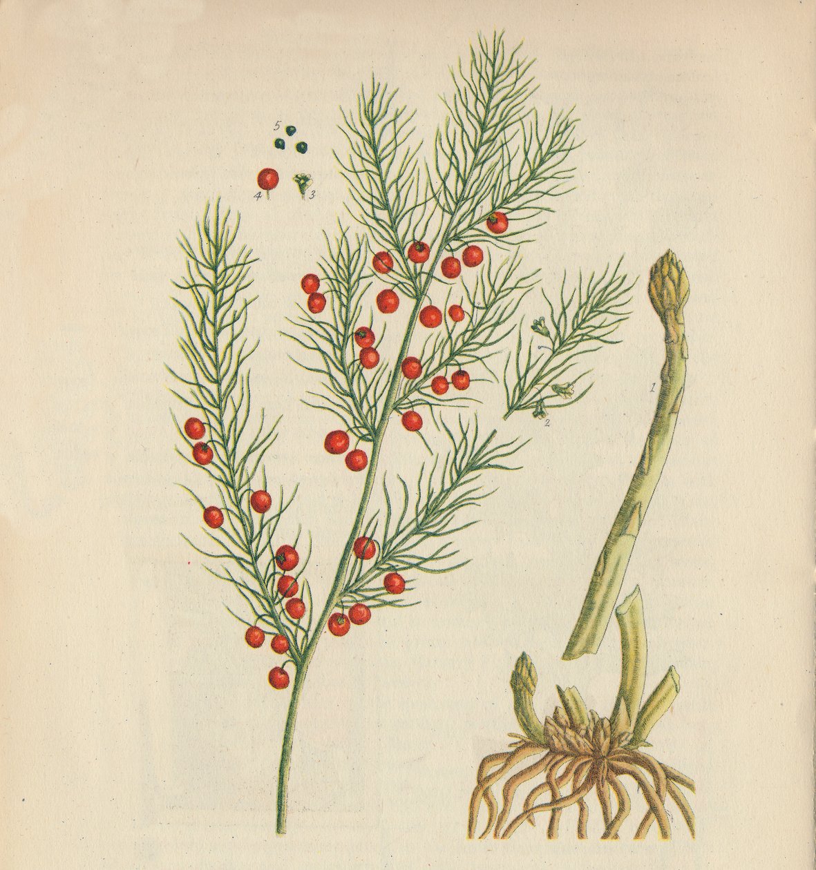 Asperges - Elizabeth Blackwell