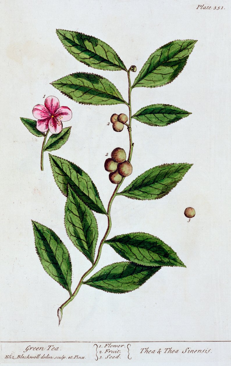Thé vert, 1782 - Elizabeth Blackwell