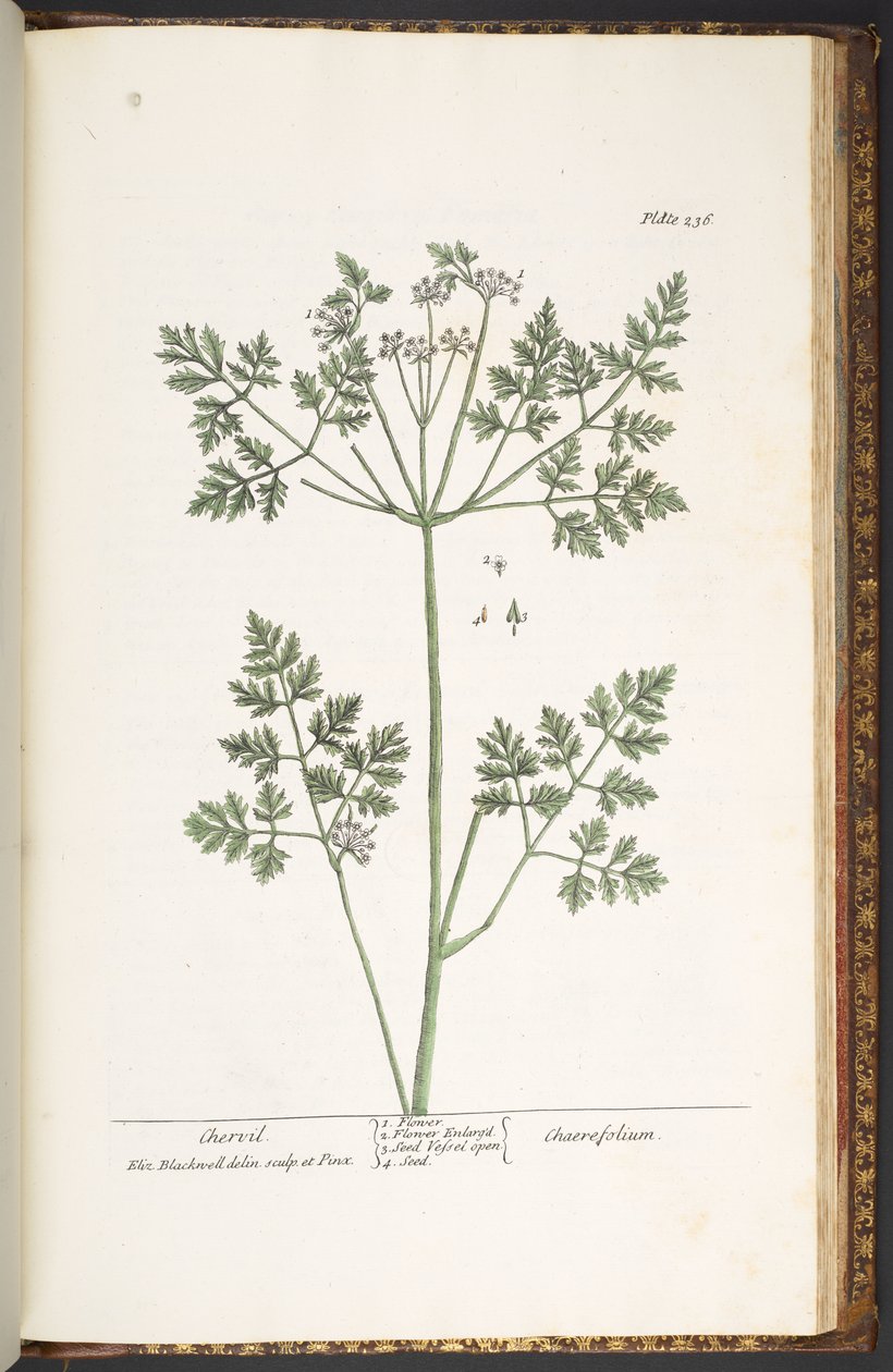 Planche 236, Cerfeuil, de 