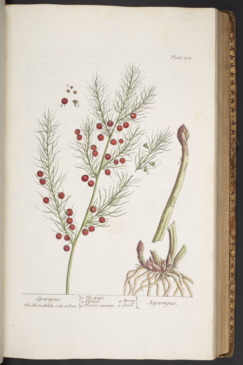 Planche 332, Sparagus, de 