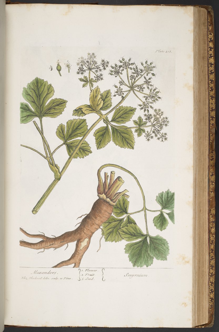 Planche 408, Alexanders, de 