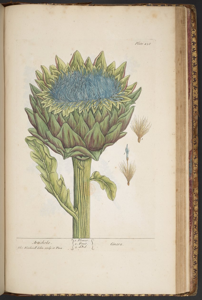 Planche 458, Artichaut, de 