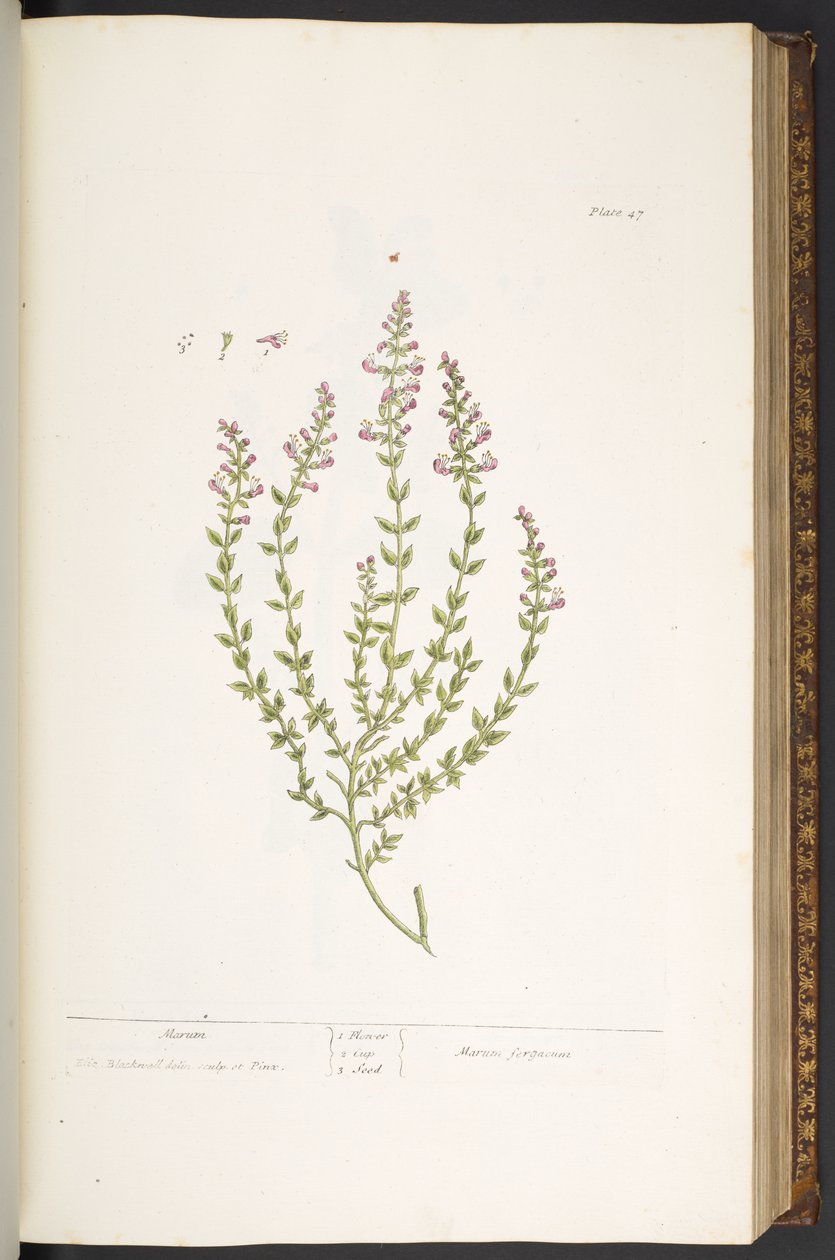 Planche 47, Marum, de 