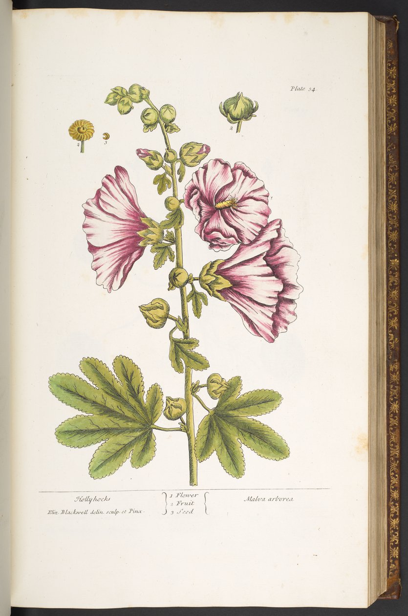 Planche 54, Roses Trémières, de 