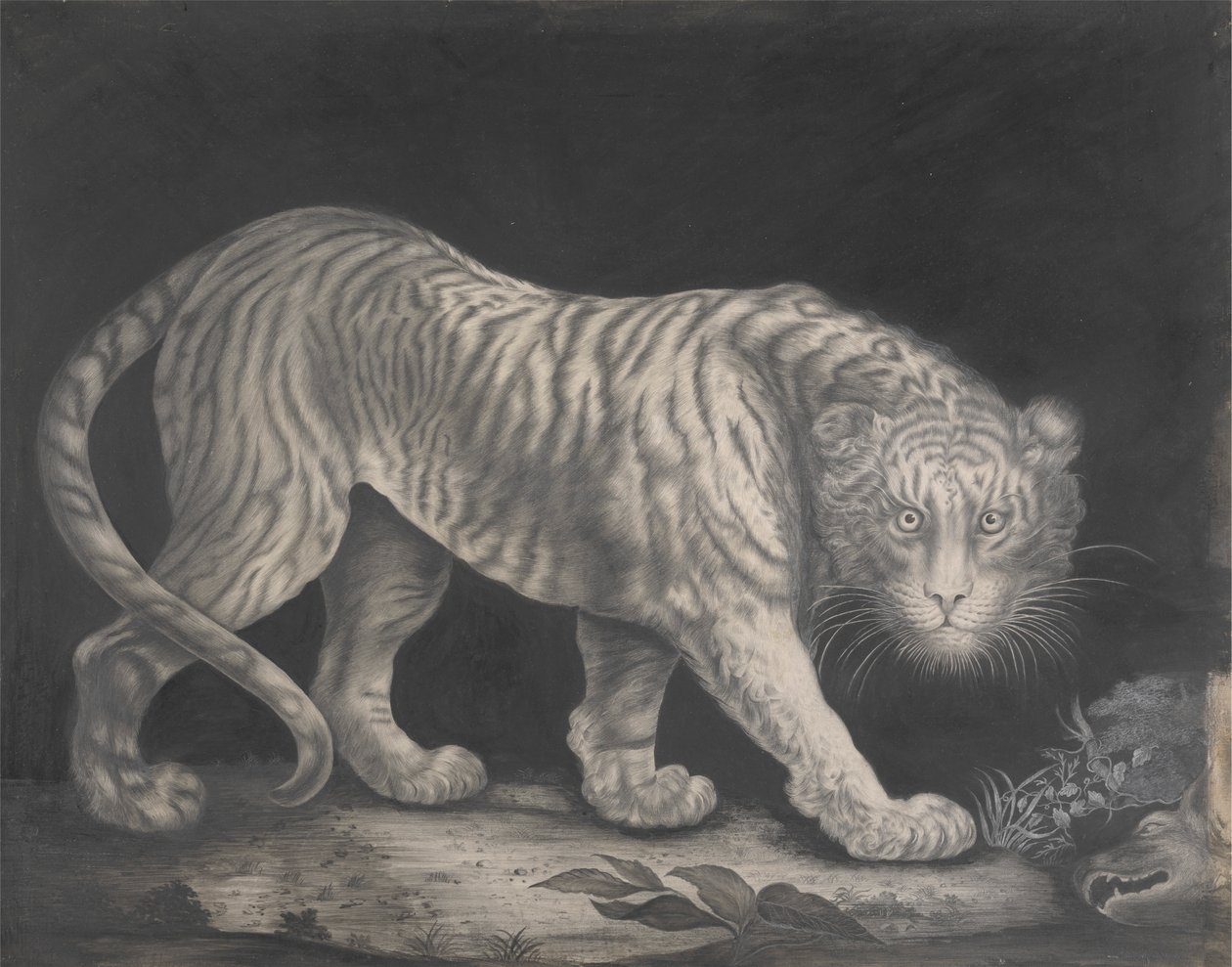 Un tigre rôdeur - Elizabeth Pringle