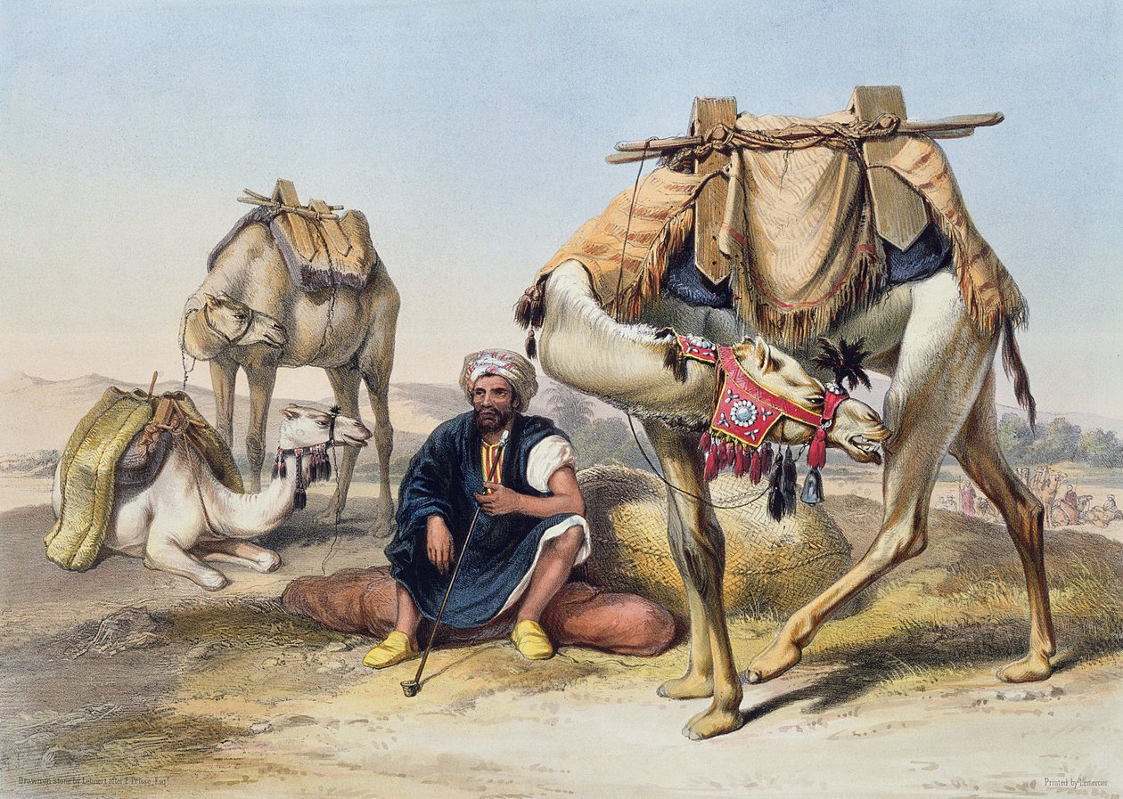 Chameaux se reposant dans le Sherkiyeh, Terre de Goshen, illustration de 