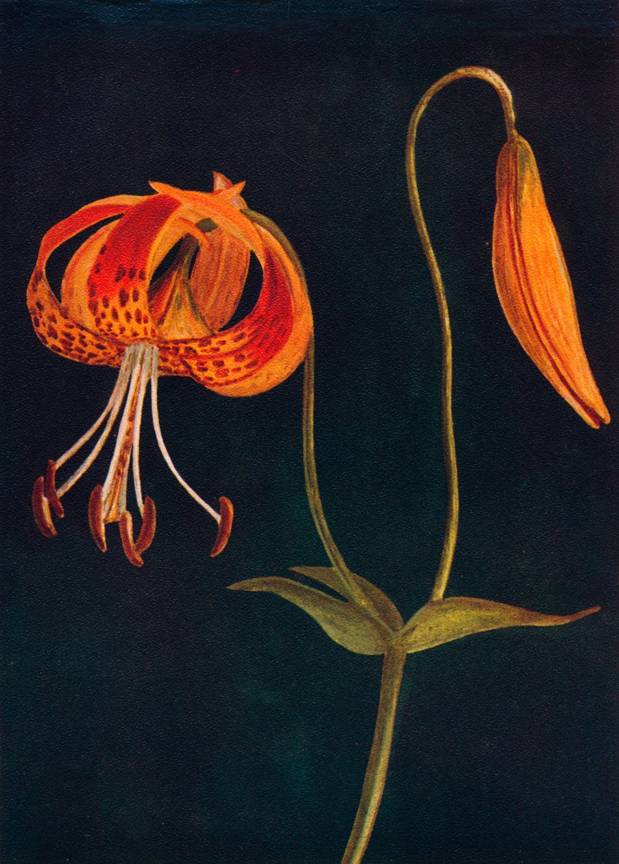 Lys léopard, vers 1915 - Emma Graham Clock