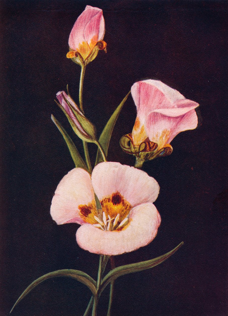 Tulipe Mariposa, vers 1915 - Emma Graham Clock