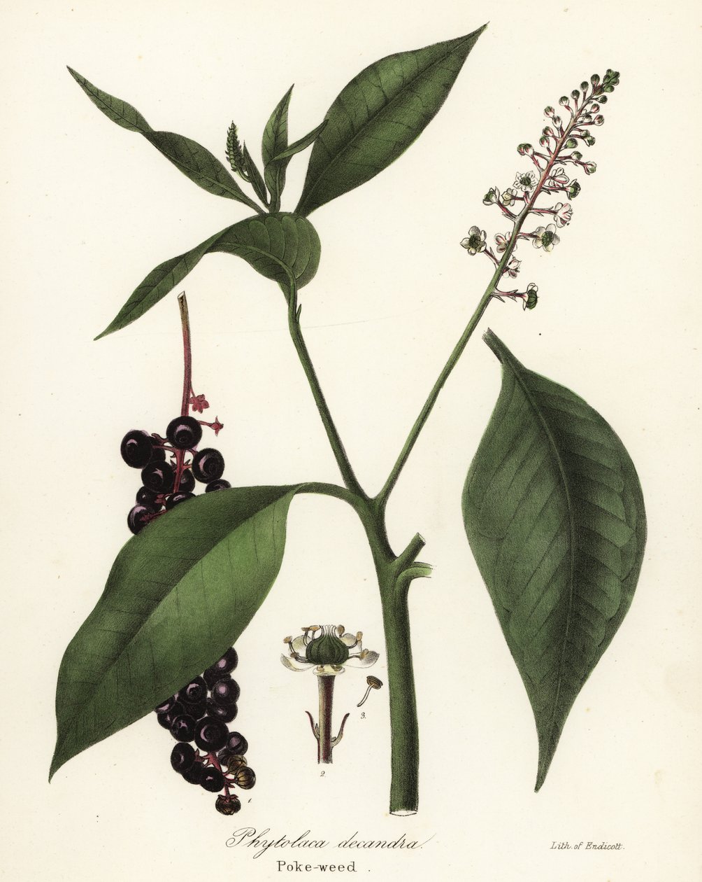 Phytolacca americana - Endicott Endicott
