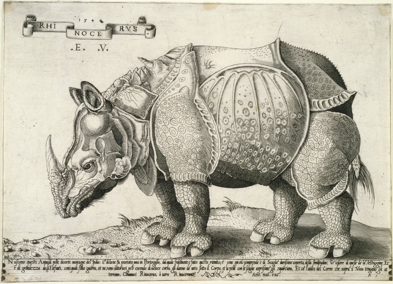 Rhinocéros, 1548 - Enea Vico