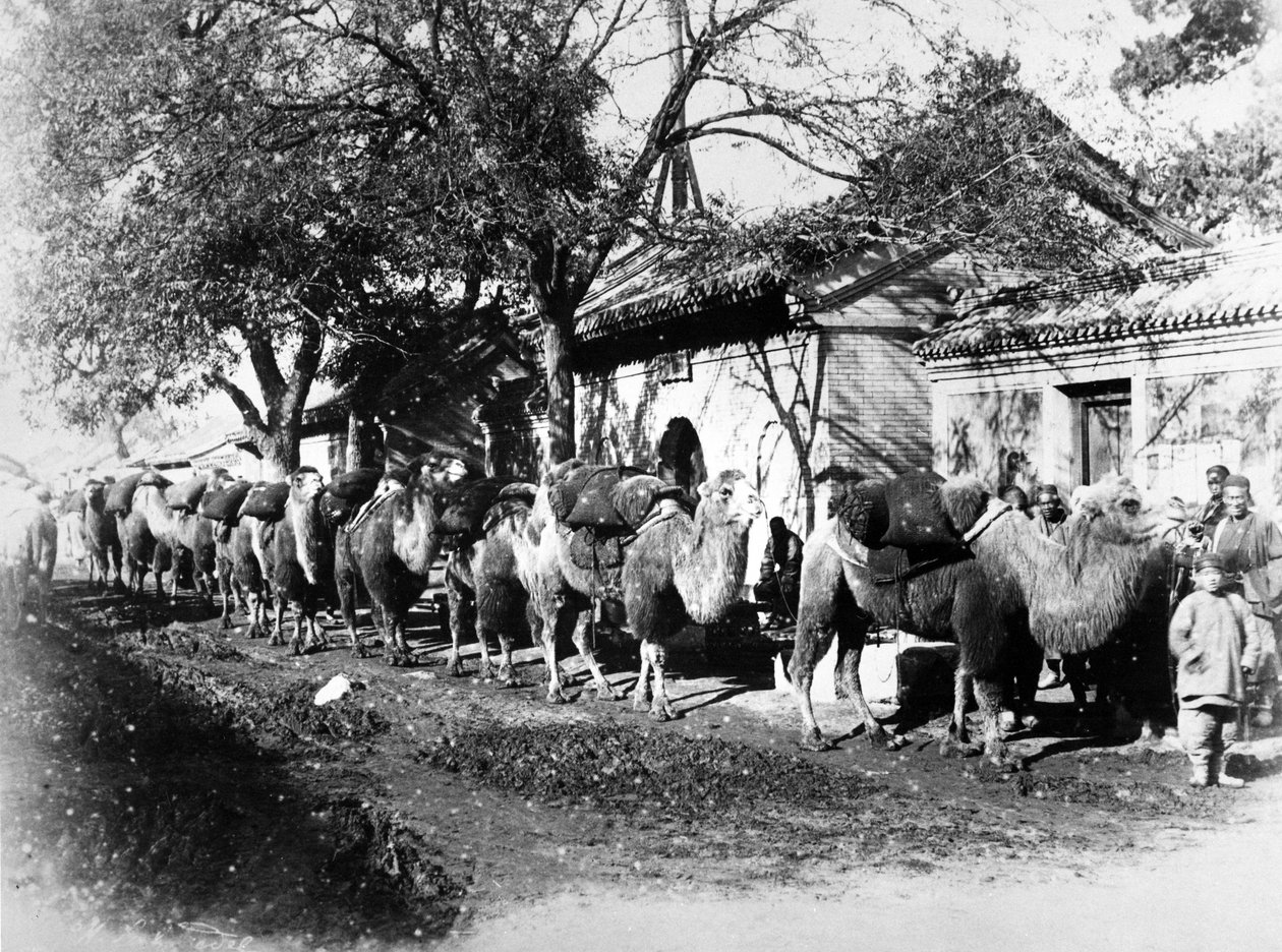 Caravane de chameaux en périphérie de Pékin, vers 1875 - English Photographer