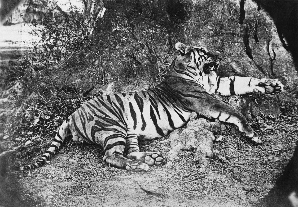 Tigre, vers 1870 - English Photographer
