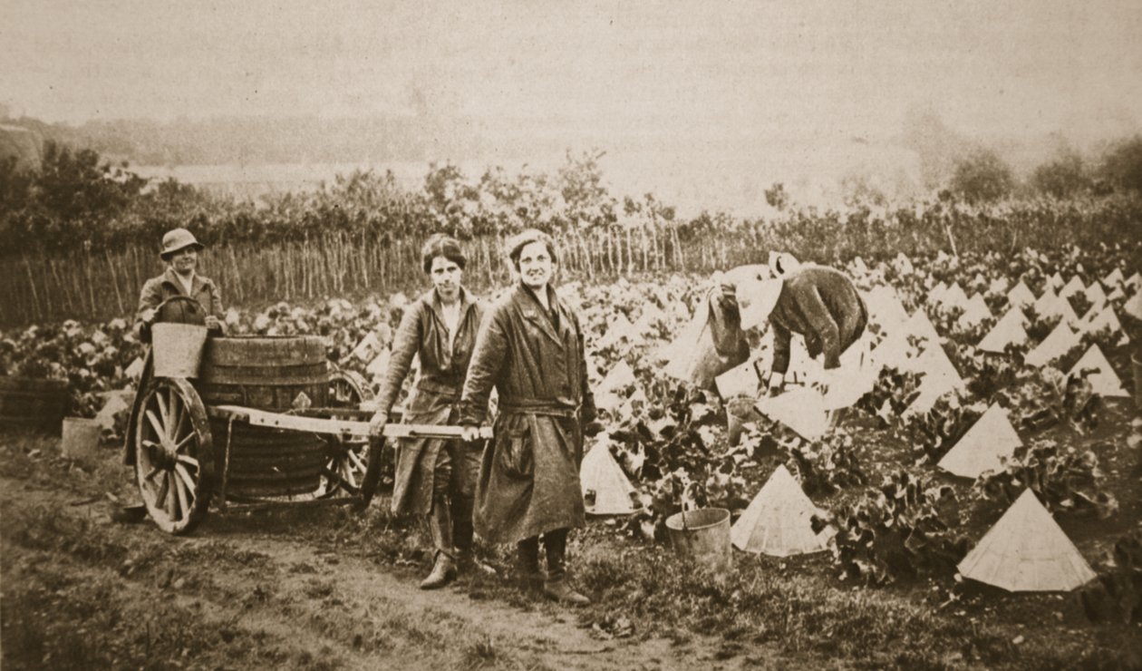 Femmes à la terre : quelques scènes intéressantes à Evesham, de The Illustrated War News, 28 juin 1916 - English Photographer