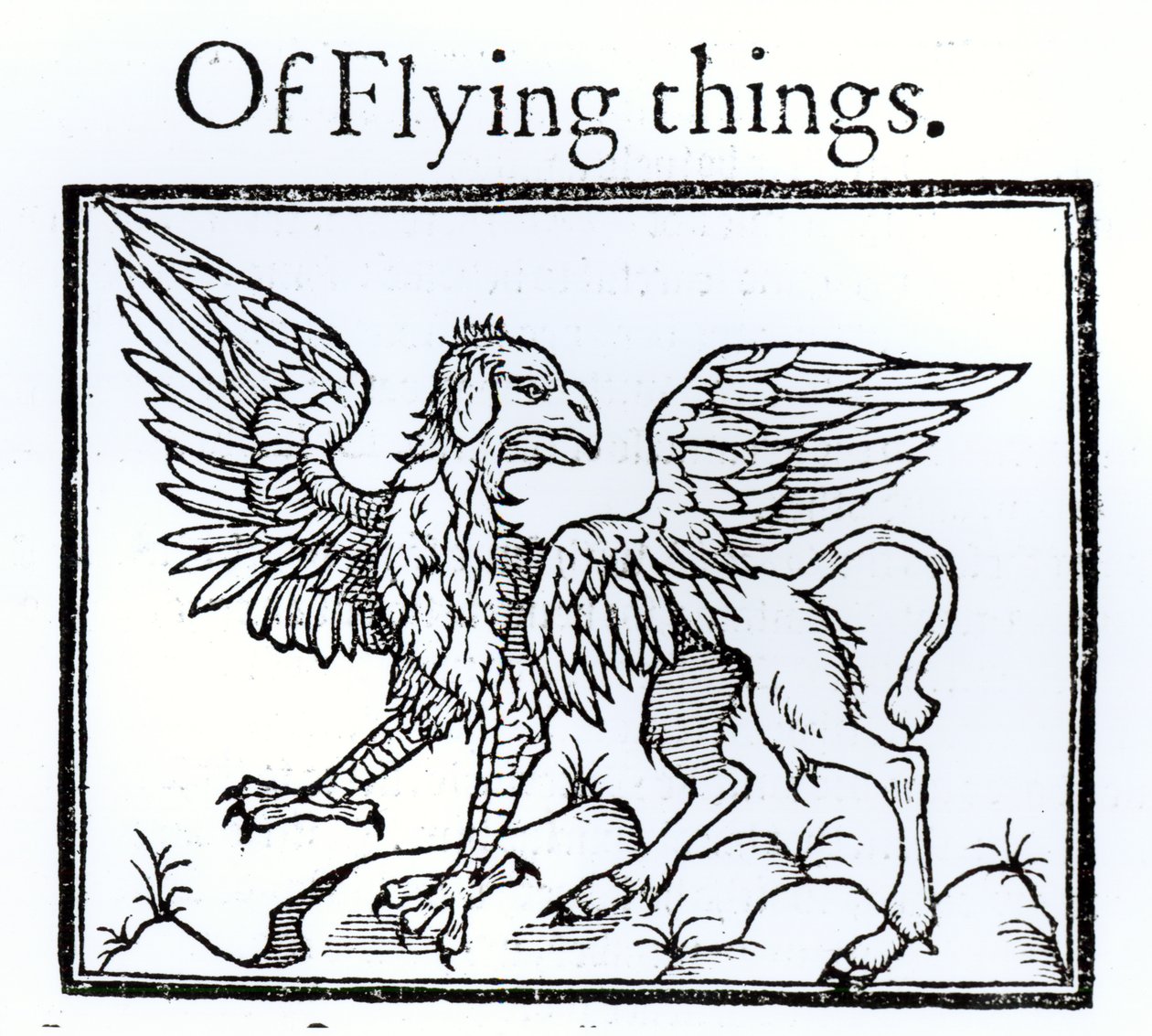 Un griffon - English School