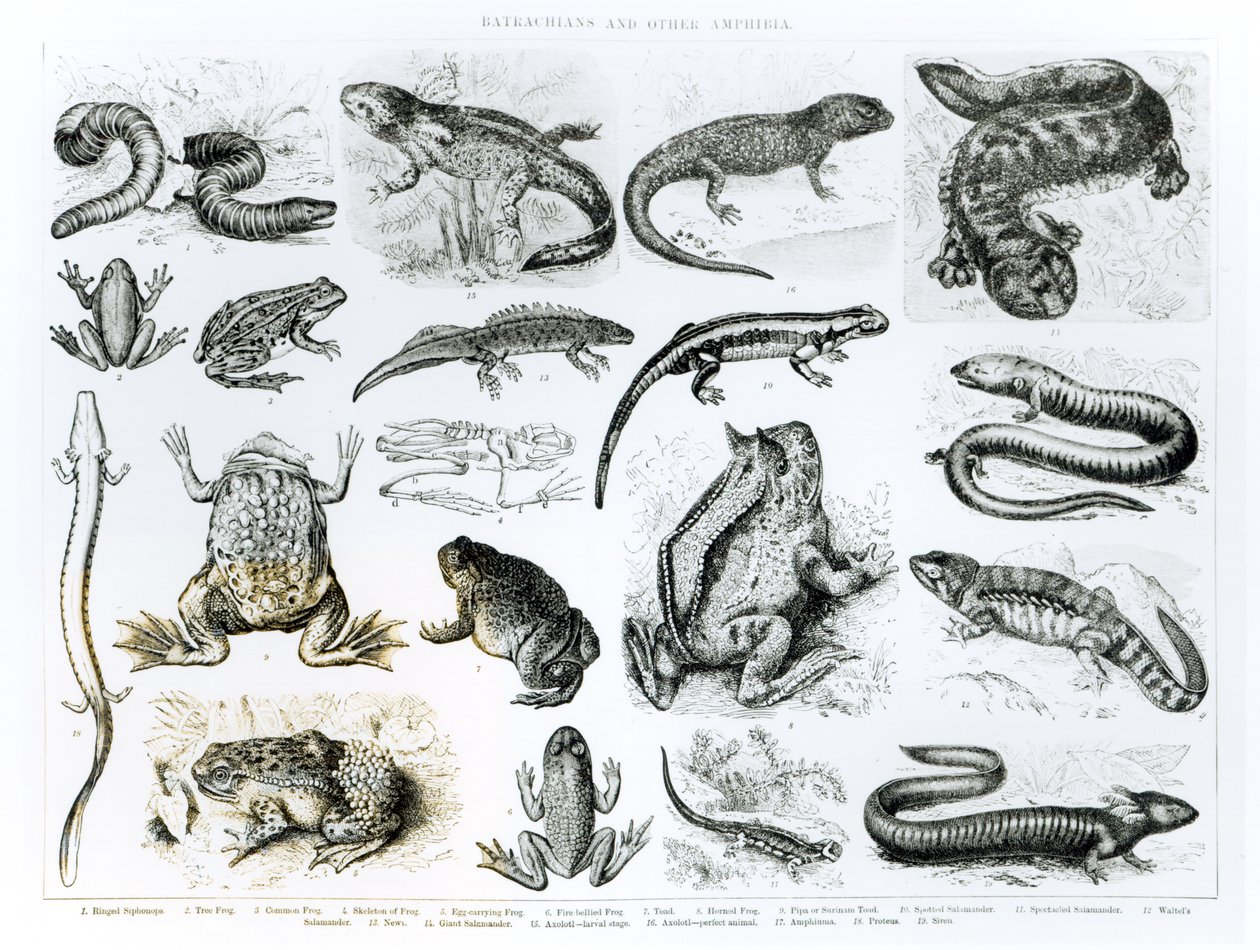 Batraciens et autres amphibiens - English School