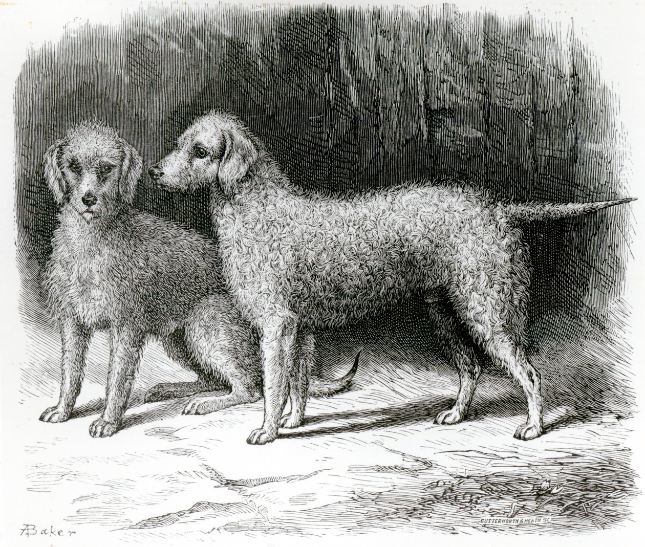 Bedlington Terriers - 