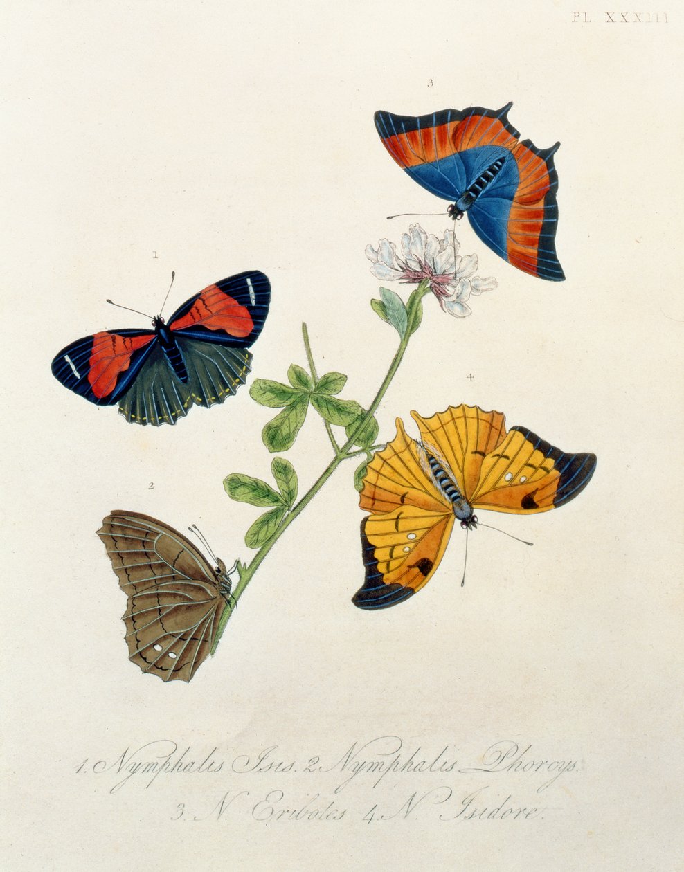 Papillons, des Insectes de l