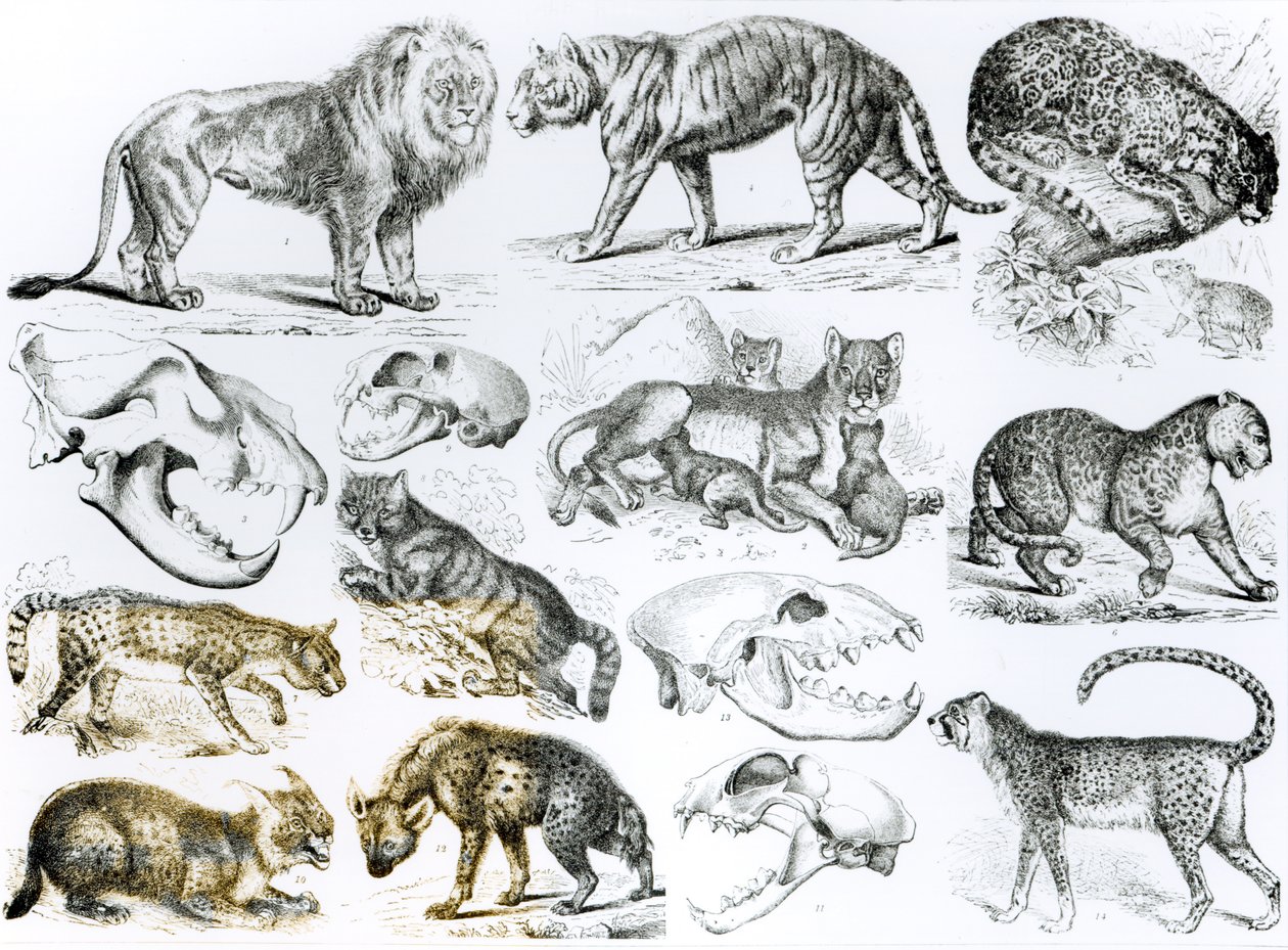 Animaux carnivores - English School